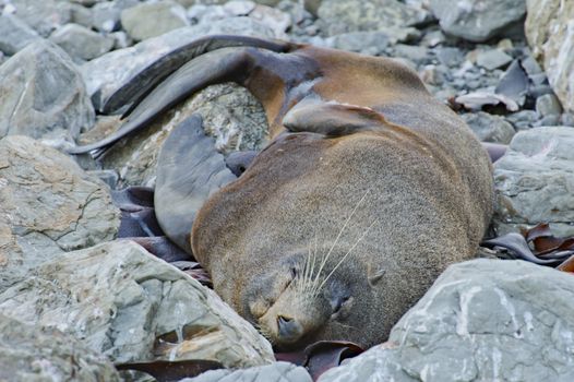 Resting fur seal at the Kaikoura Coast, South Island, New Zealand