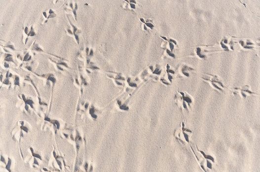 Convoluted bird foot print path on sand at the sea.