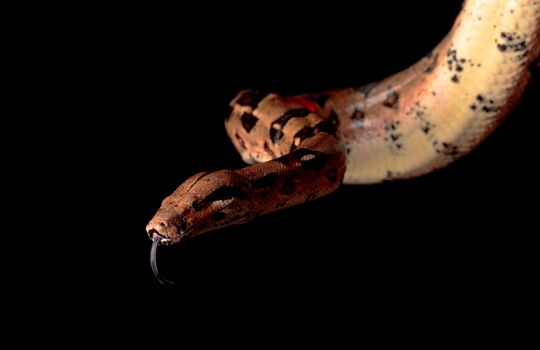 Boa Head with his Tongue hanging, closeup on black background