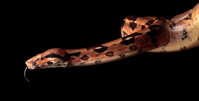 Boa Head with his Tongue hanging, closeup on black background