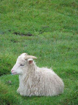 Norwegian feral sheep lying on grass.