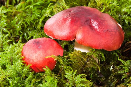 mushrooms in the middle of the forest moss