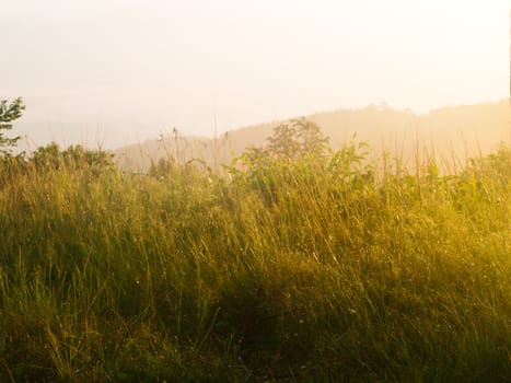 Field of grass during sunrise from Chaeng hill, Chiang rai