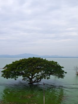 Tree in a lake