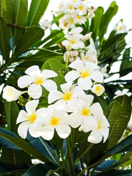 Plumeria flowers closeup on nature