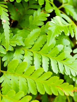 Close-up of fresh green fern leaves