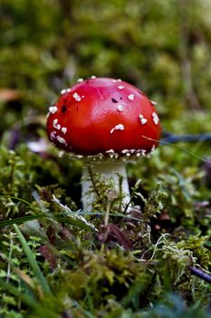 single fly agaric in grass with blurred background