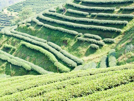 Tea plantation on Mae Salong hill, Chiang rai, Thailand