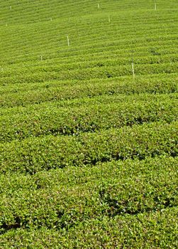 Tea plantation on Mae Salong hill, Chiang rai, Thailand