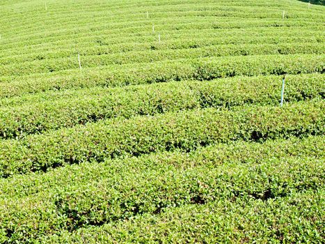 Tea plantation on Mae Salong hill, Chiang rai, Thailand