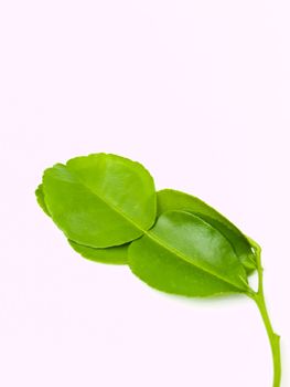 Bergamot leaves isolated on white background