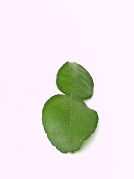 Bergamot leaves isolated on white background