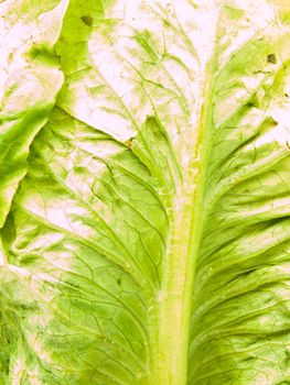 Closeup of fresh cos salad leaf as background