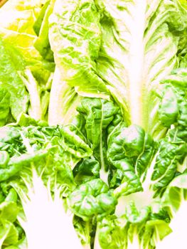 Closeup of fresh baby bok choy ans cos salad leaves as background