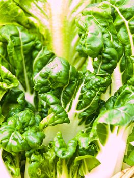 Closeup of fresh baby bok choy ans cos salad leaves as background