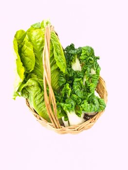 Fresh baby bok choy and cos salad in ratten basket isolated on white background