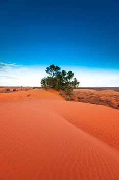 Red outback ripple sand dune desert with blue sky.