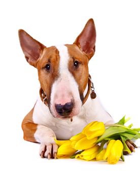 English bull terrier. Thoroughbred dog. Canine friend. Red dog. Portrait of a dog. Dog with tulips. Portrait of a dog with flowers.