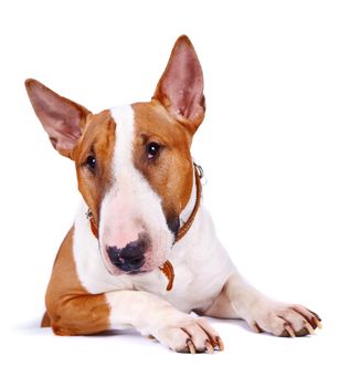 English bull terrier. Thoroughbred dog. Canine friend. Red dog. Portrait of a dog.