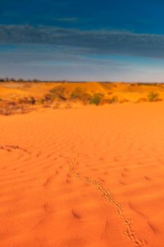 Red outback ripple sand dune desert with blue sky.