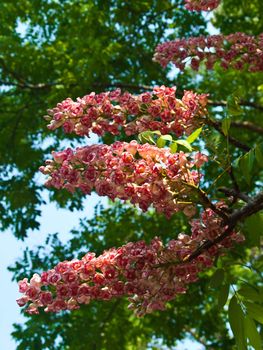 BRETSCHNEIDERA SINENSIS flower, Nan Thailand