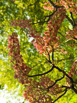 BRETSCHNEIDERA SINENSIS flower, Nan Thailand