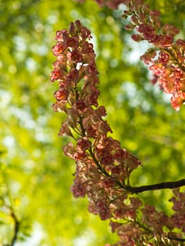 BRETSCHNEIDERA SINENSIS flower, Nan Thailand