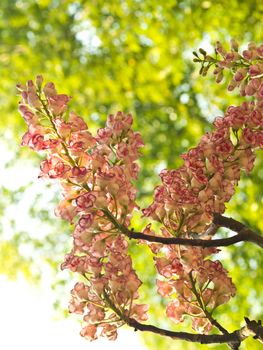 BRETSCHNEIDERA SINENSIS flower, Nan Thailand