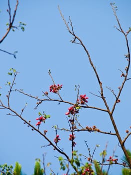 Wild Himalayan Cherry, Prunus cerasoides, Nan Thailand