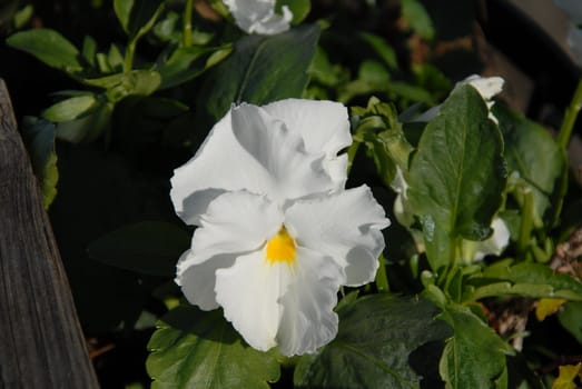 White pansy shown in full bllom with a yellow center