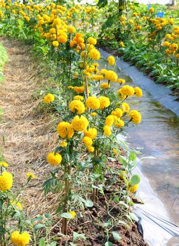 Marigold flower garden with water