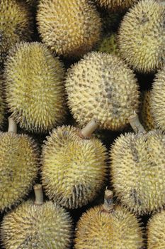 tropical fruits like durian fruit, with smaller size and yellow tropical fruit that is found only in Borneo Indonesia