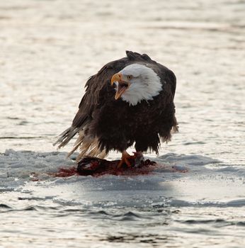 The eagle to be fed with a salmon on an ice floe. 