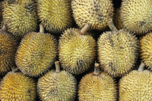 tropical fruits like durian fruit, with smaller size and yellow tropical fruit that is found only in Borneo Indonesia