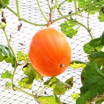 yellow pumpkin hanging on the tree