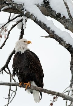 Portrait of an eagle of a dead tree sitting on a branch.Haliaeetus leucocephalus washingtoniensis.