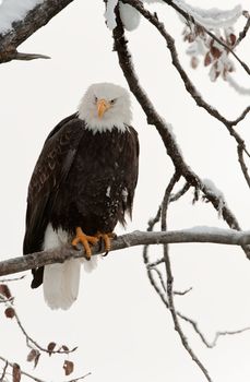 Portrait of an eagle of a dead tree sitting on a branch.Haliaeetus leucocephalus washingtoniensis.