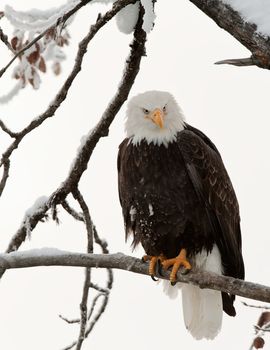 Portrait of an eagle of a dead tree sitting on a branch.Haliaeetus leucocephalus washingtoniensis.