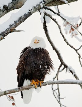 The shouting Bald eagle sits on a branch. Haliaeetus leucocephalus washingtoniensis