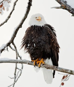 The shouting Bald eagle sits on a branch. Haliaeetus leucocephalus washingtoniensis