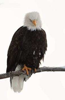 Portrait   Bald eagle (Haliaeetus leucocephalus washingtoniensis) sits on a branch.   Cut out on white background
