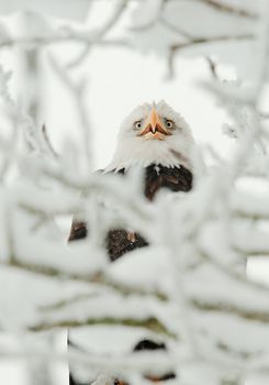 Portrait of an eagle sitting on a snow branch. Haliaeetus leucocephalus washingtoniensis.