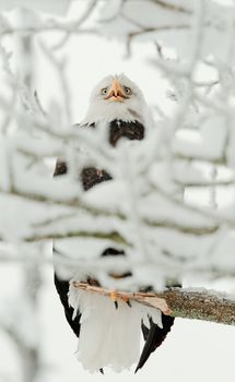 Portrait of an eagle of a dead tree sitting on a branch.Haliaeetus leucocephalus washingtoniensis.