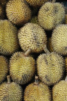 tropical fruits like durian fruit, with smaller size and yellow tropical fruit that is found only in Borneo Indonesia