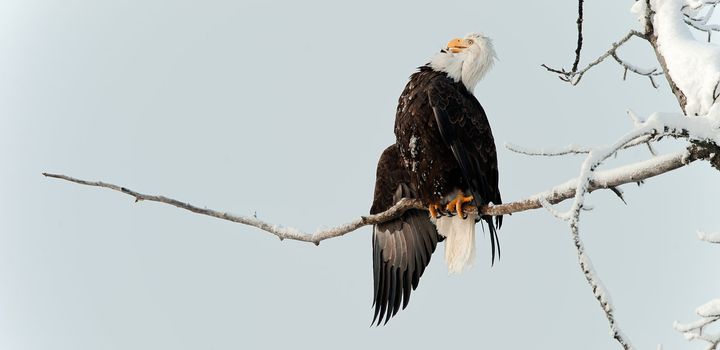 Portrait of an eagle of a dead tree sitting on a branch.Haliaeetus leucocephalus washingtoniensis.