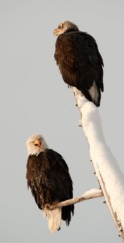 Bald eagles of  sitting on a dead tree.Haliaeetus leucocephalus washingtoniensis.