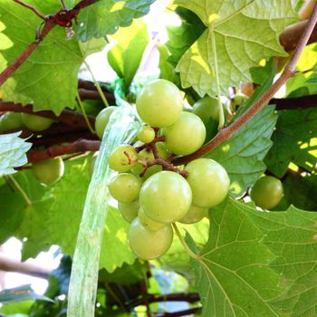 green grapes on vine