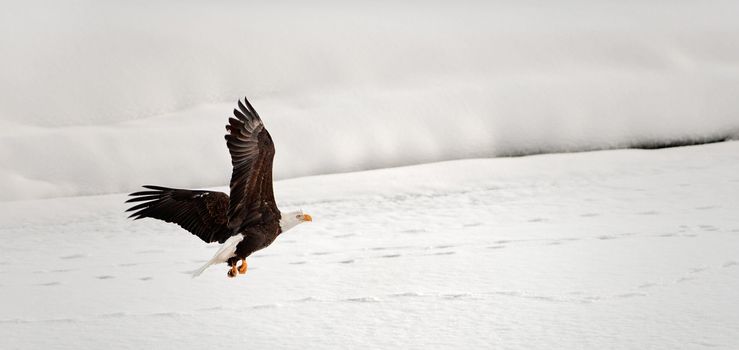 Flying Bald Eagle. Snow covered river. Alaska Chilkat Bald Eagle Preserve, Alaska, USA