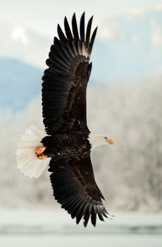 Flying Bald Eagle. Snow covered mountains. Alaska Chilkat Bald Eagle Preserve, Alaska, USA