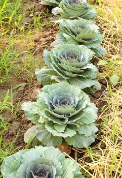 Chinese kale vegetable on ground in garden